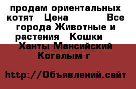 продам ориентальных котят › Цена ­ 5 000 - Все города Животные и растения » Кошки   . Ханты-Мансийский,Когалым г.